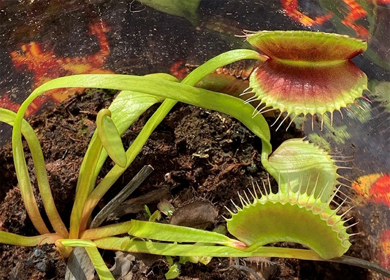 This Venus fly trap nicknamed "King Henry" is one of many species on display at the Texas Triffid Ranch, a collection of carnivorous plants in Richardson.