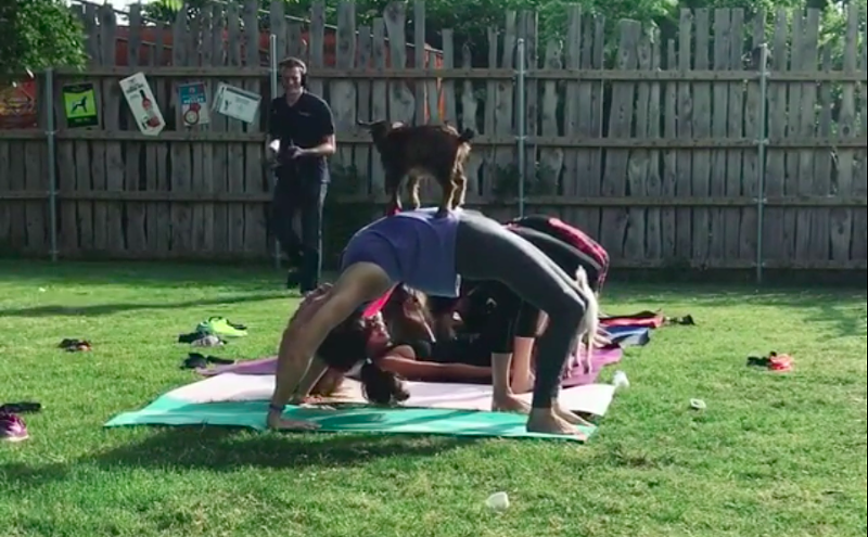 Image: Want to Do Yoga While Baby Goats Jump On and Around You? There's a Class for That.
