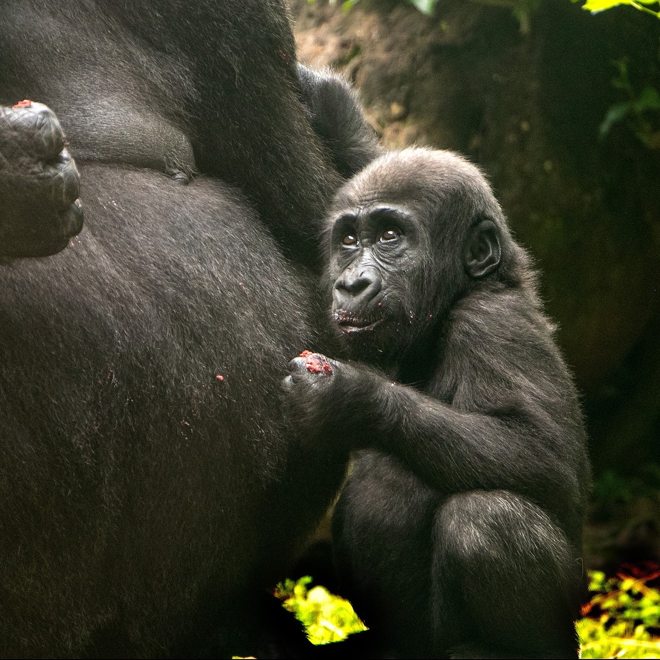 Baby Saambili, the first gorilla born in the Dallas Zoo in the last two decades, turned 1 this week.