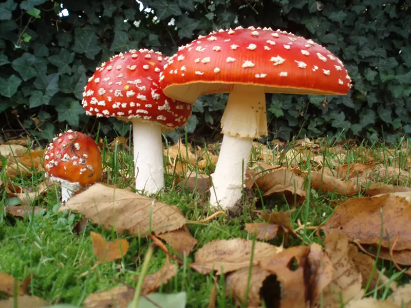 Image: Amanita muscaria mushrooms are red with white spots.
