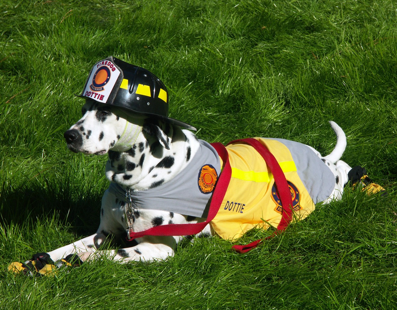 When fire engines were drawn by horses, departments used dogs to keep the horses calm.