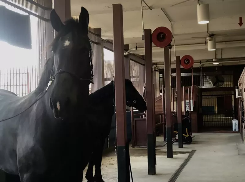 Image: To District 11 City Council member Lee Kleinman, out of all the Dallas Police Department does, the mounted unit is probably one of the least necessary. Will his successor continue his fight to disband the unit?