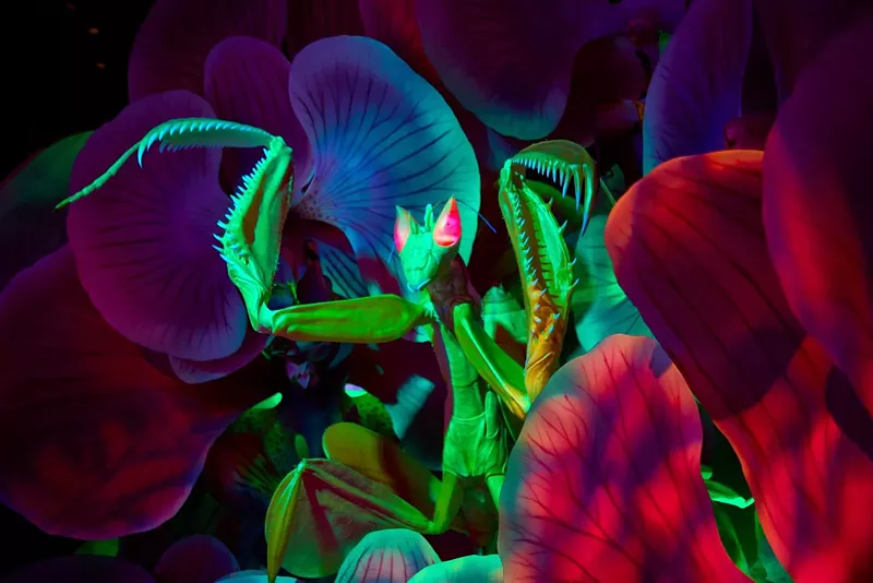 Image: Where science meets storytelling — Bug Lab brings the insect world to life in the most captivating way.