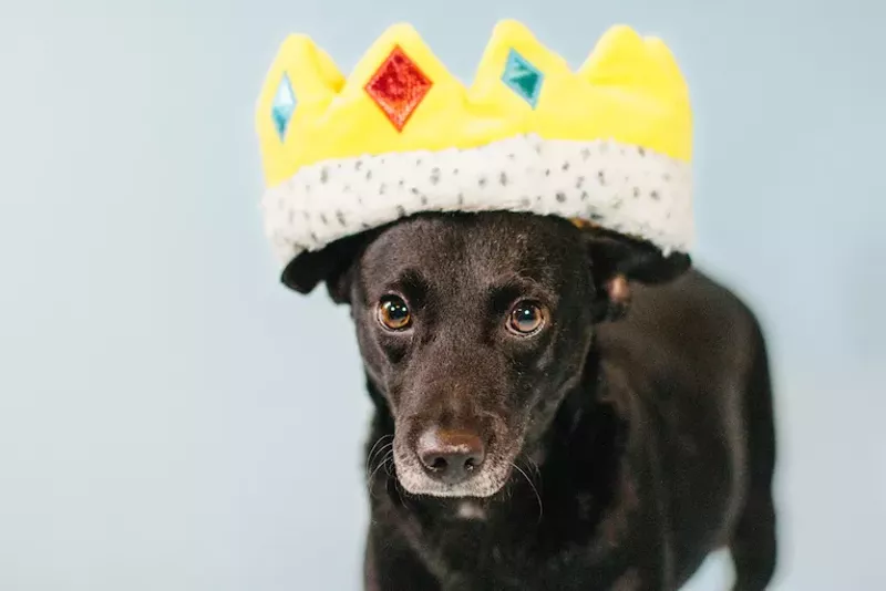 Image: Pita is available for adoption at Dallas DogRRR.